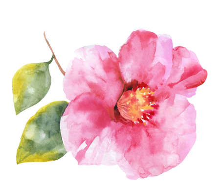 Hand drawn watercolor camellia. Collection of camellias, buds and leaves on a white background.の写真素材