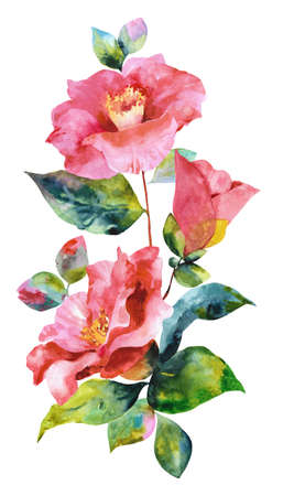 Hand drawn watercolor camellia. Collection of camellias, buds and leaves on a white background.の写真素材