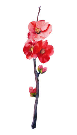 Chaenomeles japonica. Quince watercolor illustration. Hand drawing quince branches and flowers for postcardsの写真素材