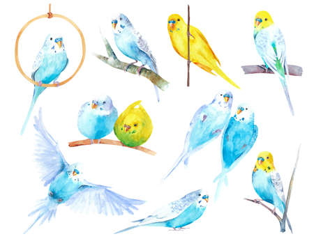 Watercolor wavy parrots. Budgerigars on a white background. bird illustration.の写真素材