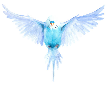 Watercolor wavy parrots. Budgerigars on a white background. bird illustration.の写真素材