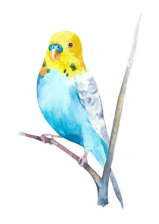 Watercolor wavy parrots. Budgerigars on a white background. bird illustration.の写真素材