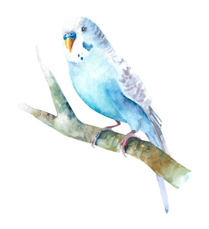 Watercolor wavy parrots. Budgerigars on a white background. bird illustration.の写真素材
