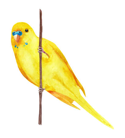 Watercolor wavy parrots. Budgerigars on a white background. bird illustration.の写真素材