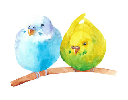 Watercolor wavy parrots. Budgerigars on a white background. bird illustration.の写真素材