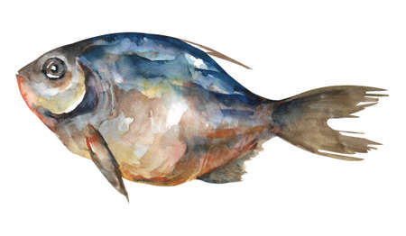 watercolor fish. Hand draw dark fish illustration isolated on white background.の写真素材