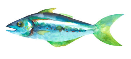 watercolor fish. Hand draw fish illustration isolated on white background.の写真素材
