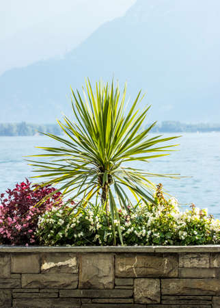 Little palm tree growing near mountainsの写真素材