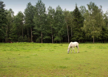 White horse grazing in a meadowの写真素材