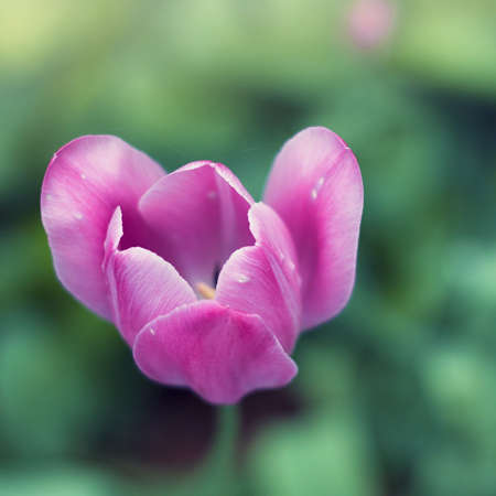only flowery pink tulipの写真素材