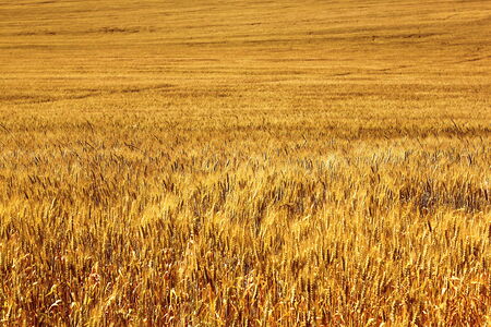 Ripe grainの写真素材