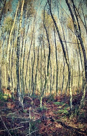 birch groveの写真素材