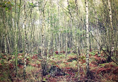 Dense birch forestの写真素材