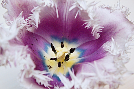 Purple tulipの写真素材