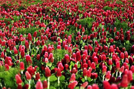 Clover fieldの写真素材