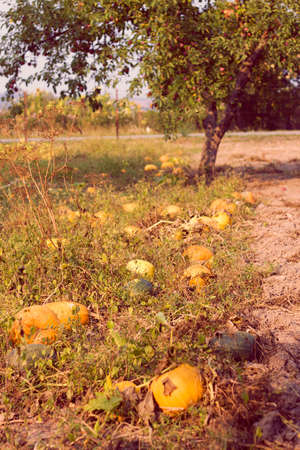 Pumpkin garden in autumnの写真素材