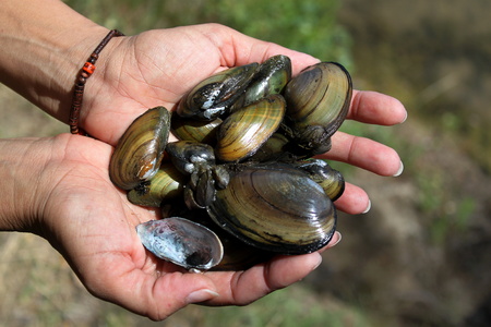 Freshwater mussels caught in the lakeの写真素材