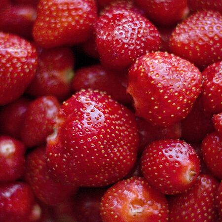 Freshly picked strawberries for our healthの写真素材