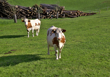 Grazing cows on lush green pasturesの写真素材