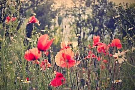 Poppies blooming at the edge of fieldの写真素材