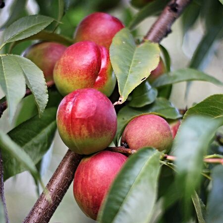 Nectarines Ripen on the treeの写真素材