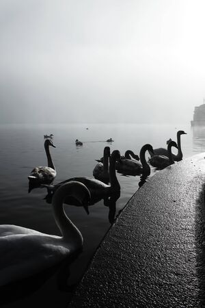 Swans on the lake in Austriaの写真素材