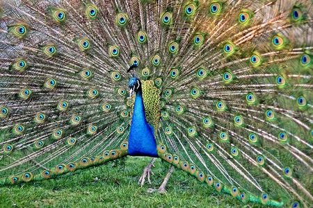 Peacock Walked in the castle gardenの写真素材