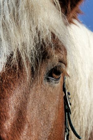horse eyeの写真素材