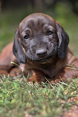 Dog lying in the grass in the gardenの写真素材
