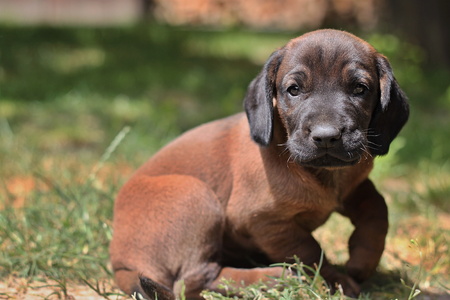Dog lying in the grass in the gardenの写真素材