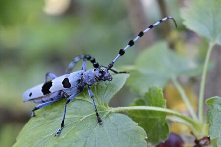Rosalia alpina beetle sitting on a leafの写真素材