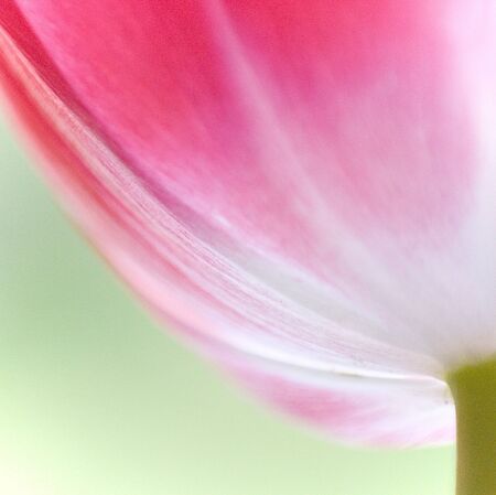 Floral background with fine drawing tulipの写真素材