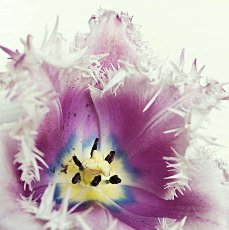 Detail of beautiful blooming tulipの写真素材