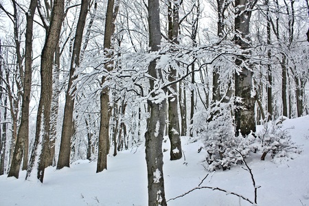 Beautiful winter landscape in the forestの写真素材