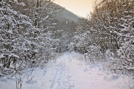 winter timeの写真素材