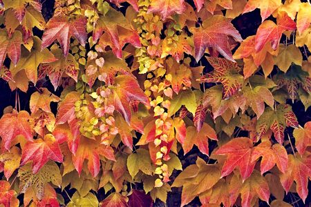 Colorful autumn backgroundの写真素材