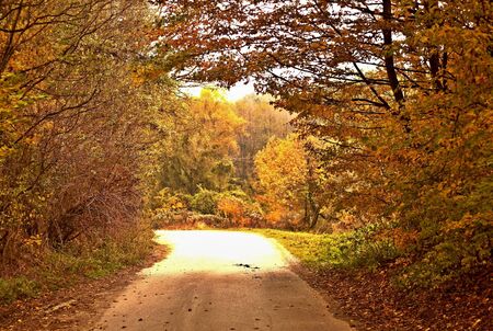 autumn forestの写真素材