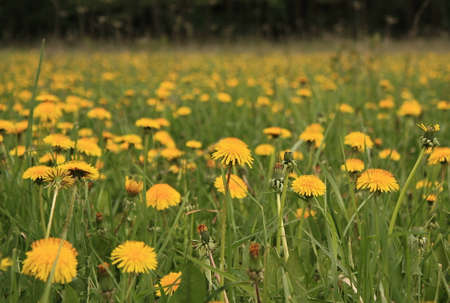 Yellow dandelions growing in the meadowの写真素材