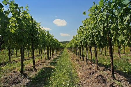 Ripened grapes in the vineyardの写真素材