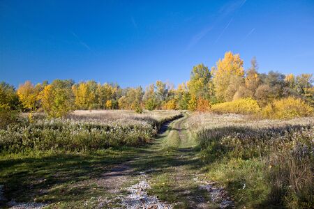 Autumn season in Their bright colorsの写真素材
