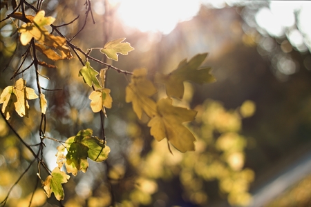 Background of colorful autumn leavesの写真素材