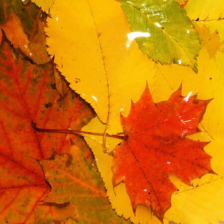 Shed leaves in autumn after rainの写真素材