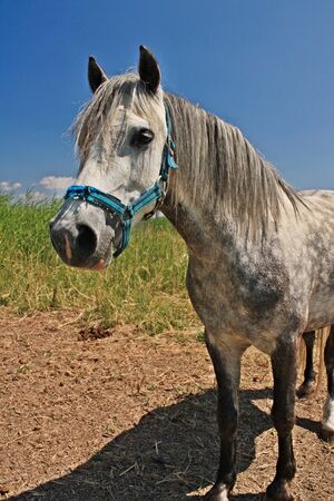 Horse grazing in a meadow in summer dayの写真素材