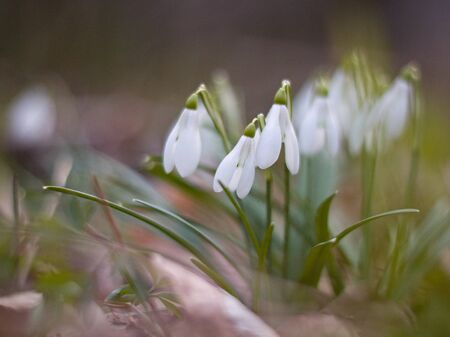 White snowdrops blooming on the hillsideの写真素材