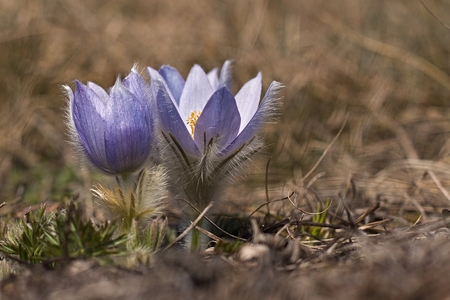 Pulsatilla slavica blooming on hillsideの写真素材