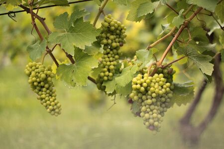 Bunches of grapes ripened in vineyardsの写真素材