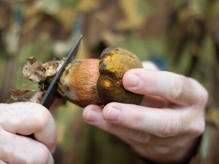 Picking mushrooms in the forest