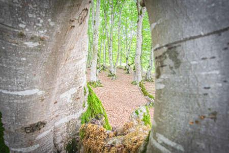 Forest and trees in Tbilisi national park  in Autumn. Unique fauna and nature in  Georgia.の写真素材