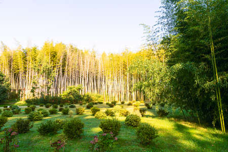 Vertical image of various green  trees  in dendrological park in Shekvetii. Georgia.2020.の写真素材