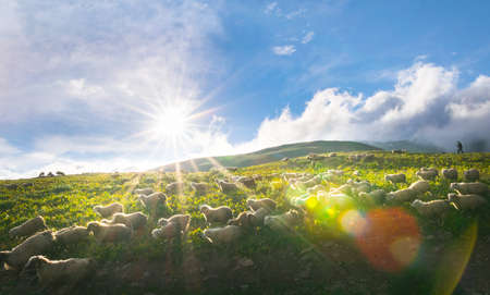 Flock of sheep in a countryside of Georgia surounded by scenic landscapeの写真素材